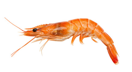 Isolated Cooked Shrimp with Shell