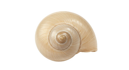 Isolated Seashell