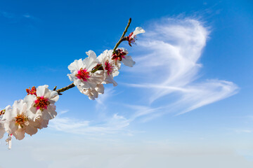  Blooming almond tree