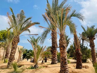 palm trees in the desert