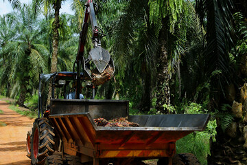 Bunch of palm fruit. Oil palm industrial estate results
