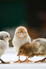 Adorable Baby Chicks Close Up