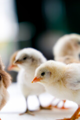 Adorable Baby Chicks Close Up