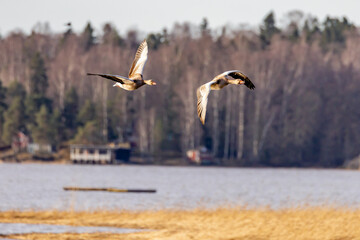 geese in flight