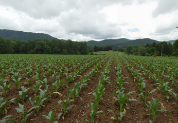 Green farm field with corn. Rural landscape with cornfield, agricultural farming scene with rows of cultivated crops, nature countryside background. Farming agriculture concept