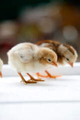 Adorable Baby Chicks Close Up