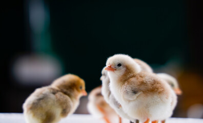 Adorable Baby Chicks Close Up