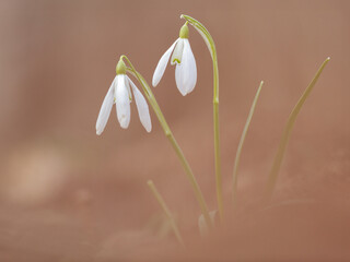 Snowdrops (Galanthus nivalis) on the forest floor