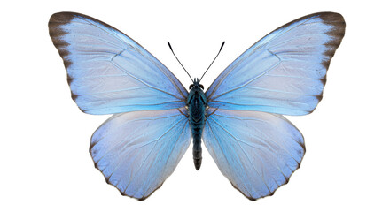 Isolated Blue Butterfly
