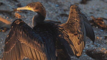 Cormorant spreading wings while drying after fishing near rocky crimean black sea coastline