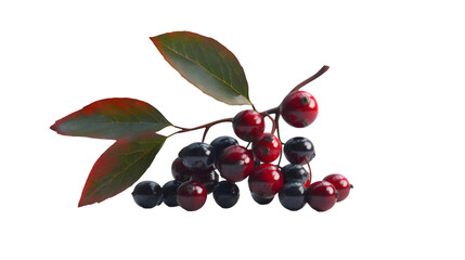 Obraz premium Red and black berries branch.