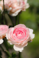 Pink beautiful blooming roses in garden, close up.