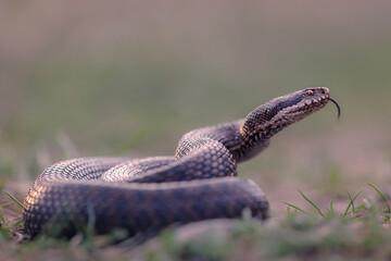 Close-up of a common adder (Vipera berus)