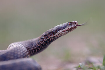 Close-up of a common adder (Vipera berus)