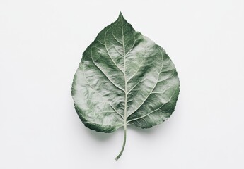 Obraz premium Close-Up of Green Leaf on White Background for Natural Aesthetics