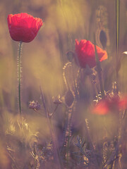 Poppies in the morning light