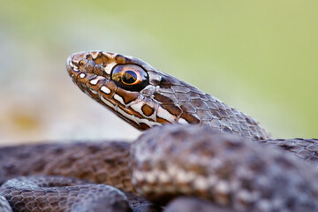 Close-up of an Eastern Montpellier snake (Malpolon insignitus)