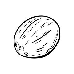 Coconut illustration in hand drawn engraving sketch style