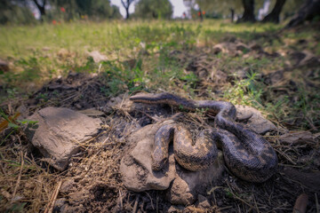 An European sand boa (Eryx jaculus) in an olive grove