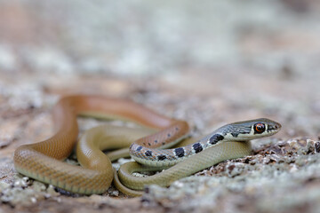 Close-up of a Dahl's whip snake (Platyceps najadum)