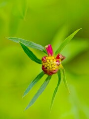 A bright pink coloured Cosmos caudatus flower bud in the garden with blurry background 