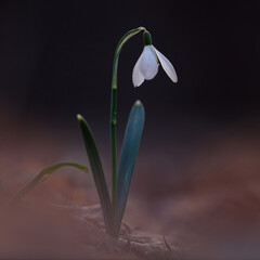 Close-up of a snowdrop (Galanthus nivalis)