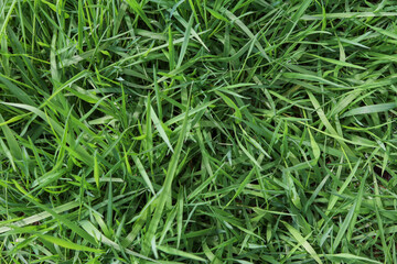 Top view of fresh green grass with natural texture. Dense grassy background with copy space, ideal for eco, lawn care, nature, or seasonal design projects. High quality photo