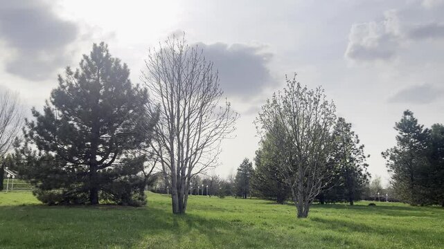 sunny park landscape with pine and deciduous trees under cloudy sky, ideal for seasonal design, nature blog or print

