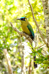Blue-crowned motmot perched on a branch in a tropical forest. Known for its vibrant colors and distinctive tail,