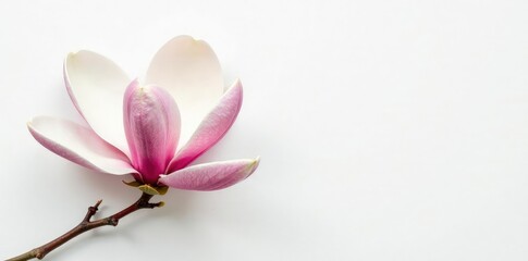 Naklejka premium single magnolia blossom on stark white canvas, magnolia, bloom