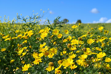 Obraz premium Pâquerettes jaunes au bord d'un champ de blé