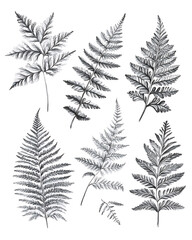 illustrations of various trees, leaves, grasses, and botanical elements on white background.