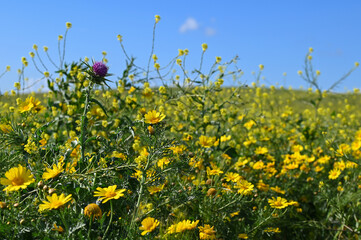 Pâquerettes jaunes et fleur de chardon au bord d'un champ de blé