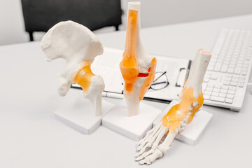 Close-up anatomical model of the knee joint,
anatomical model of the foot and knee on the...