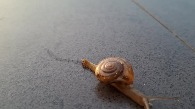 East Borneo, Indonesia. Small Snail (Monachoides vicinus) moving on the floor after rain. The shell on its body looks transparent.