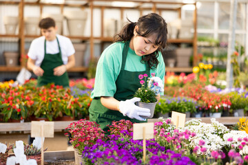 Female flower shop worker changes arrangement of pots with armeria and improves appearance of window