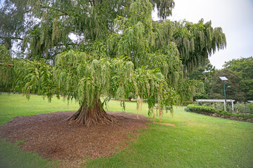 Barringtonia tree in the park
