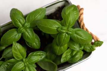 fresh green basil in a pot