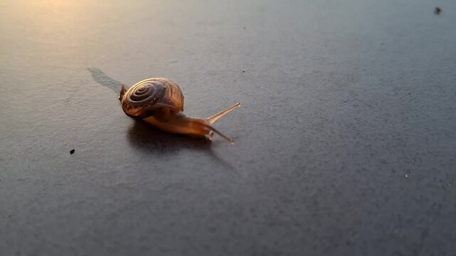 East Borneo, Indonesia. Small Snail (Monachoides vicinus) moving on the floor after rain. The shell on its body looks transparent.