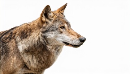 Fototapeta premium wolf in the snow