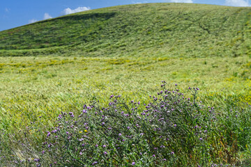 Obraz premium Champ de blé au printemps