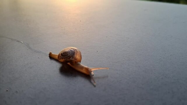 East Borneo, Indonesia. Small Snail (Monachoides vicinus) moving on the floor after rain. The shell on its body looks transparent.