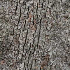 weathered wooden surface with intricate bark texture background