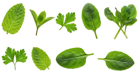 Isolated Assortment of Green Leaves