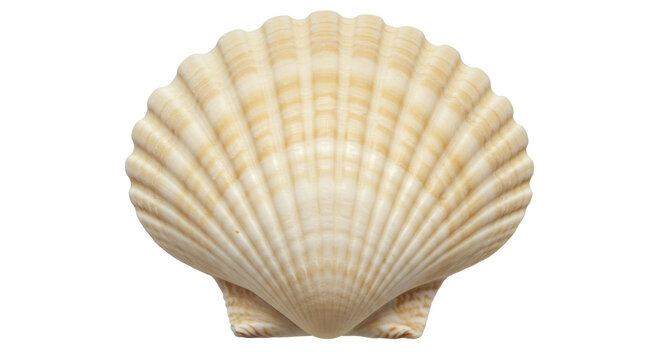Isolated Shell