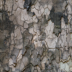 bark of a tree