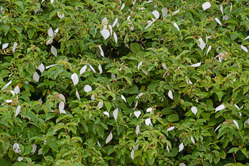 Genud Mussaenda - plant with white leaves