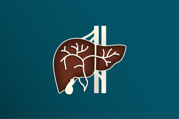 Gallbladder and cystic duct illustration with concaved liver anatomy with outline on green background. Plain Aorta and hepatic vein behind liver. Simple liver anatomy template with copy space. Vector
