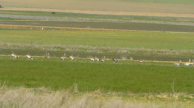 great bustard, Otis Tarda, in the middle of the fields