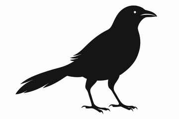 Bare-throated bellbird silhouette black vector
